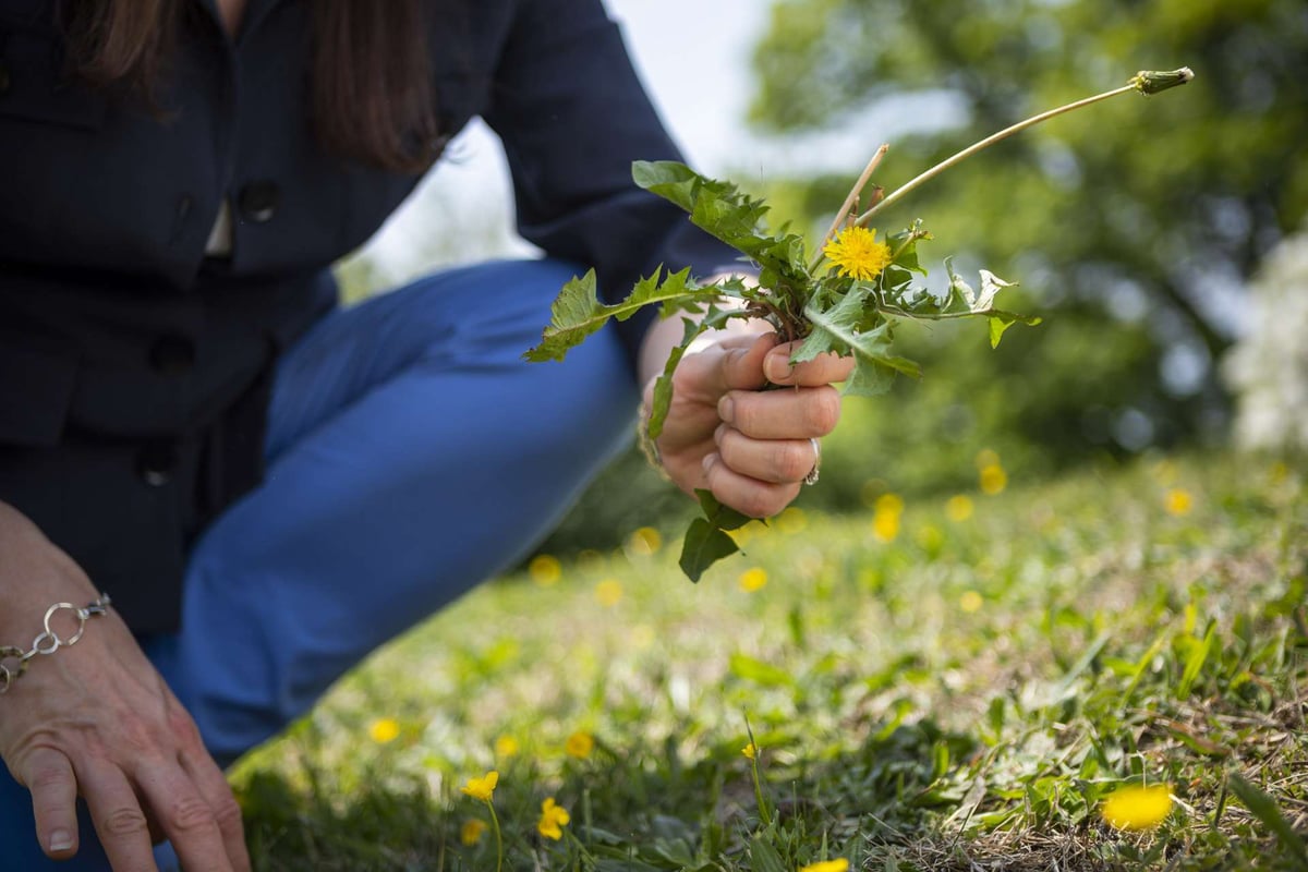 weed held in hand after pulled out of ground