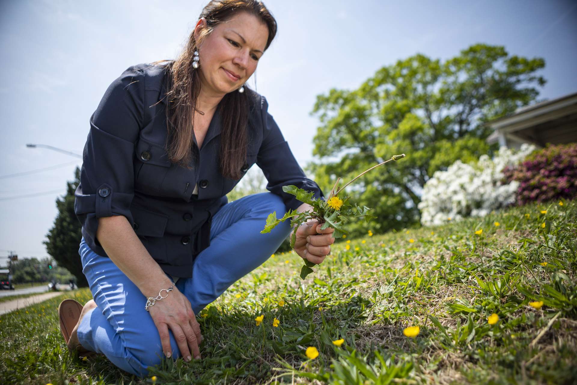 lawn-weeds-customer-dandelion-5