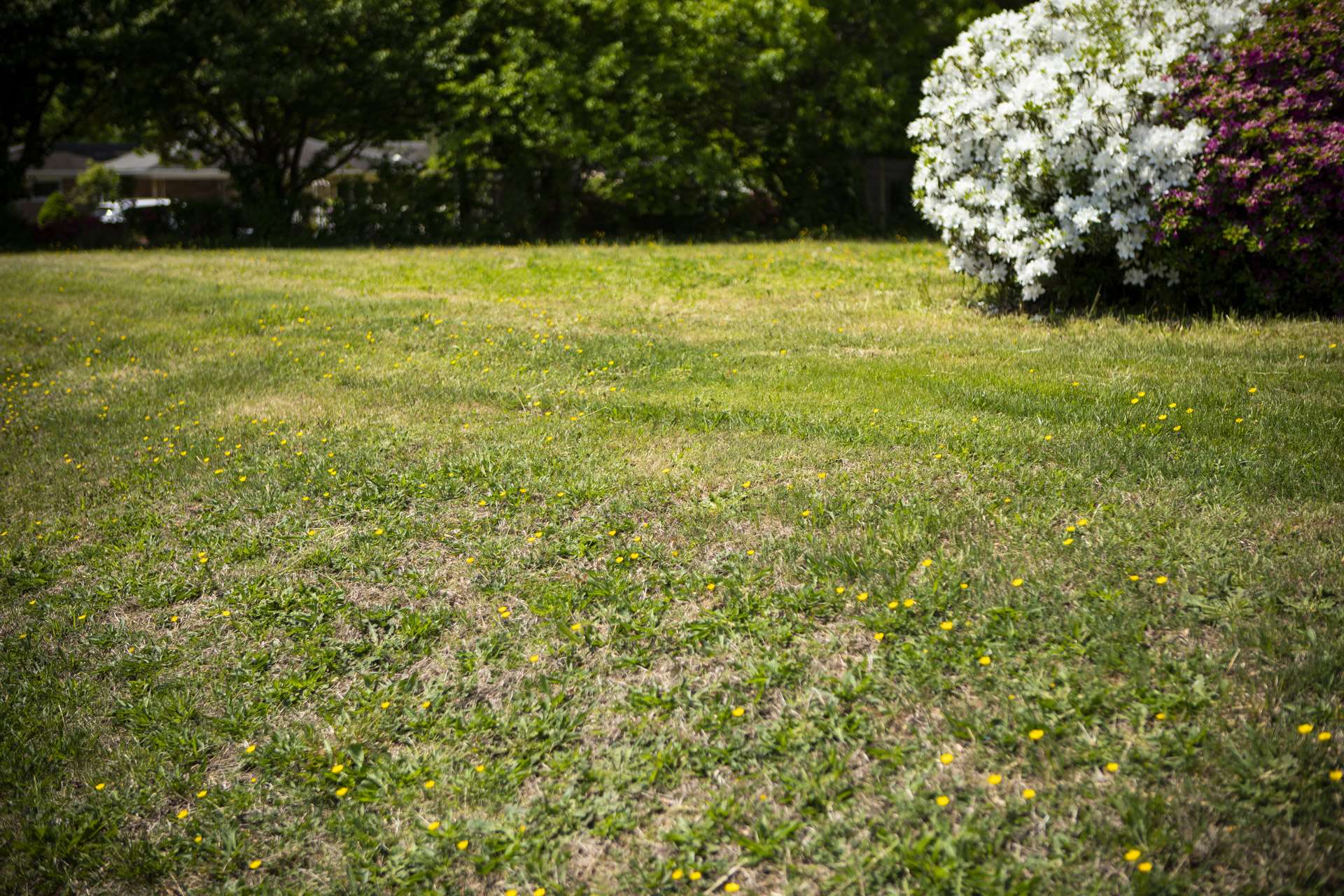 Lawn weeds in summer