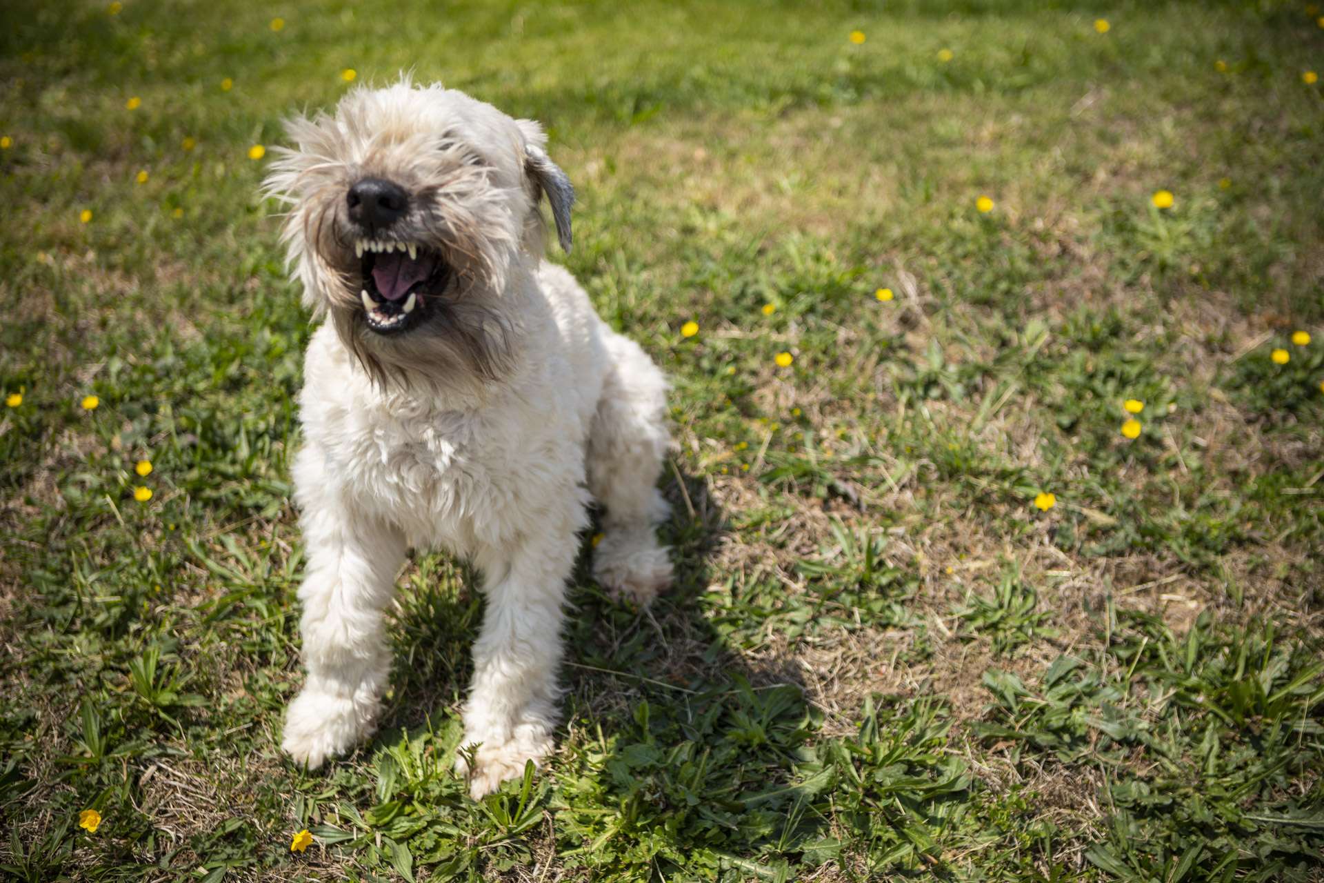 lawn-weeds-dog-3