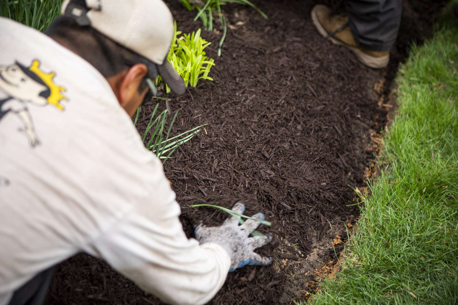 landscapers spreading mulch in a planting bed