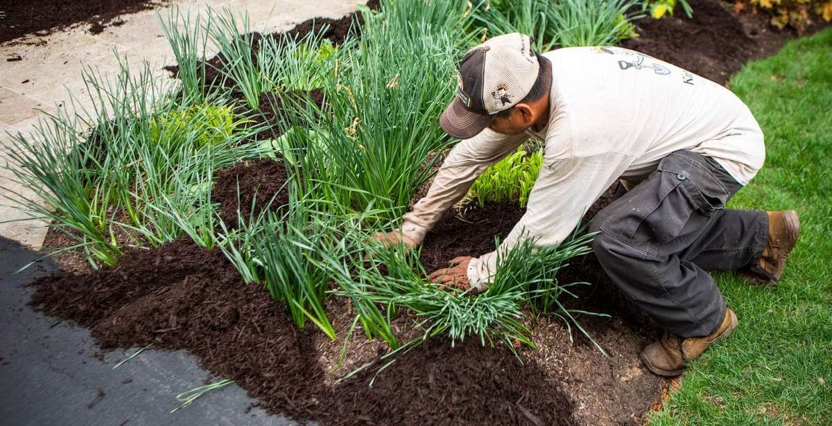 landscape professional installs mulch to beds