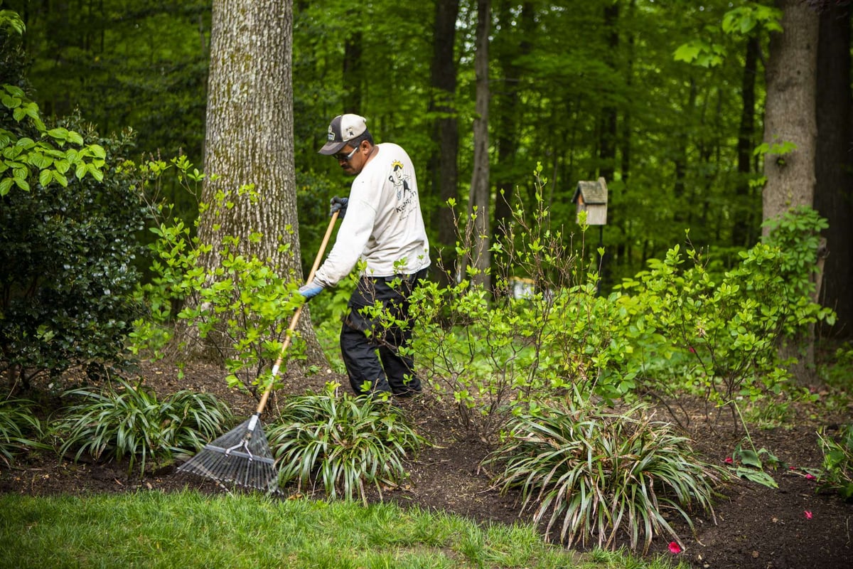 landscape maintenance team rakes mulch near tree