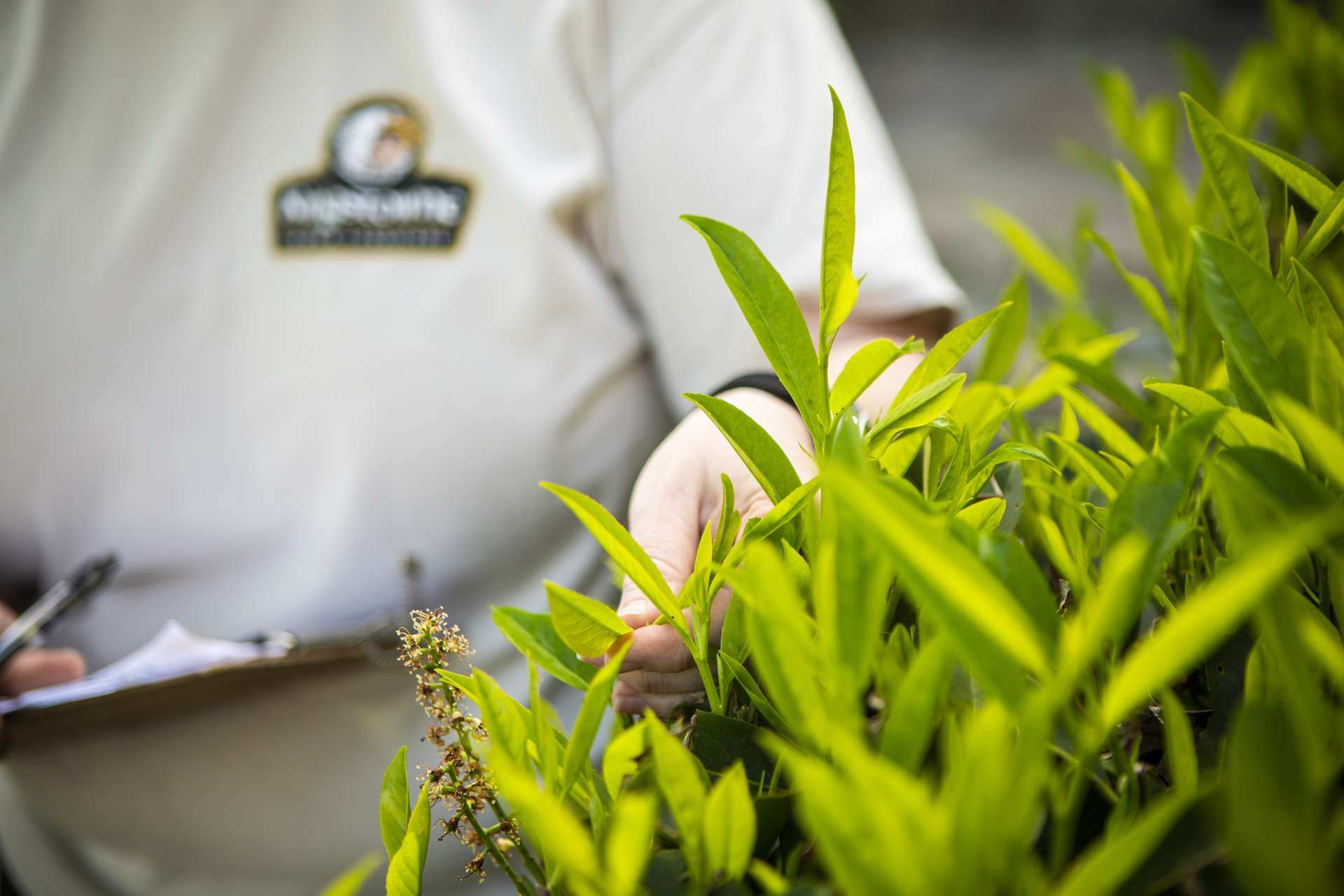 plant-health-care-inspection-2