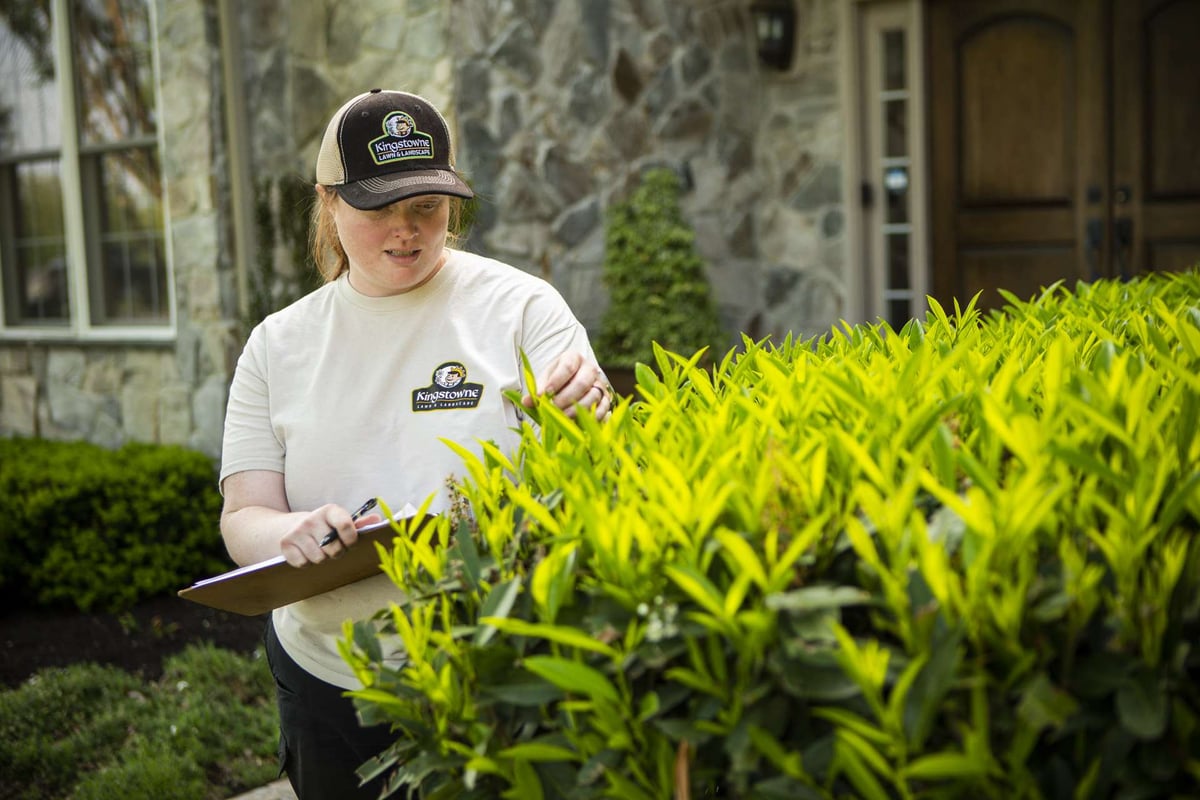plant healthy care team member inspects shrub