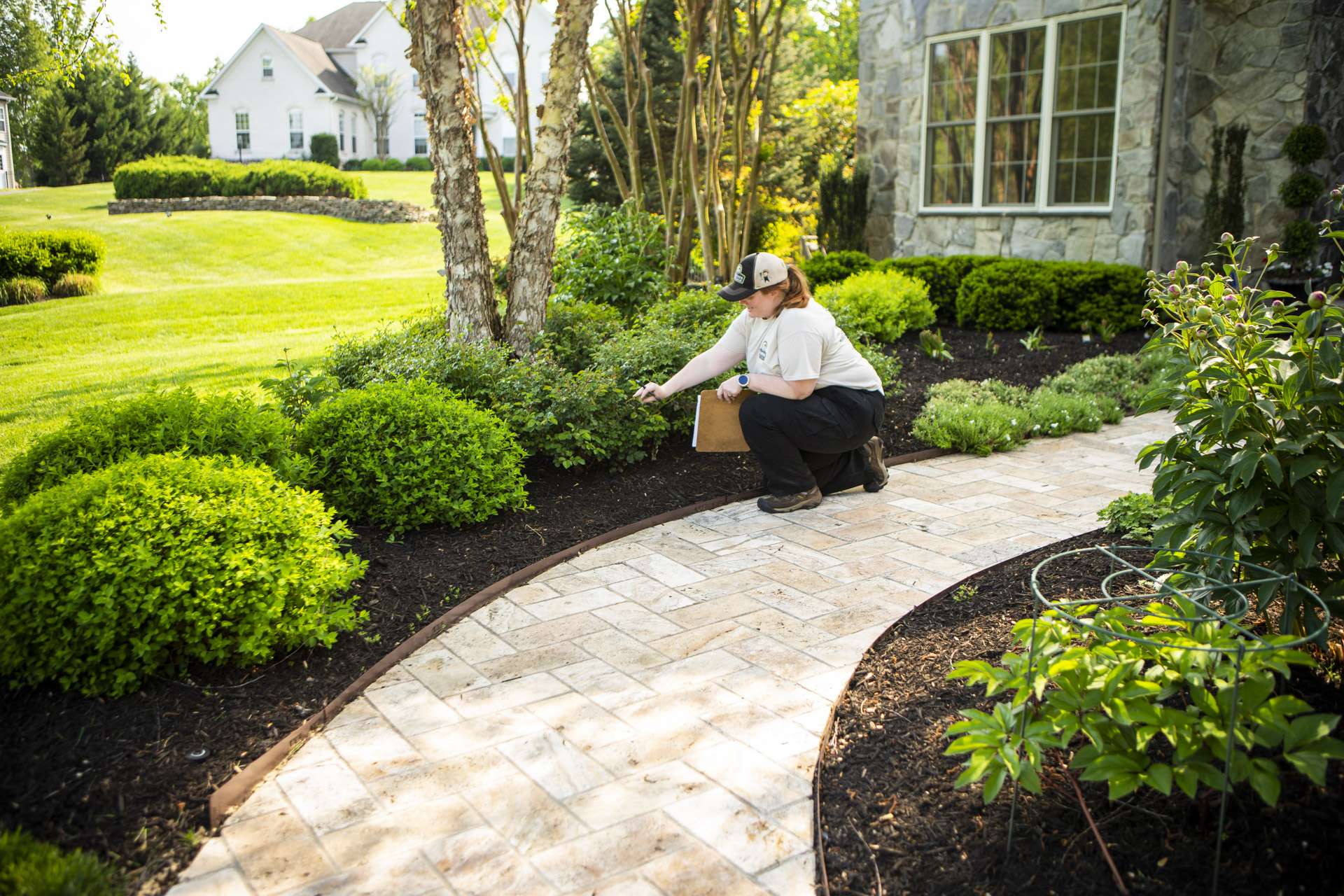 plant health care technician inspecting shrubs