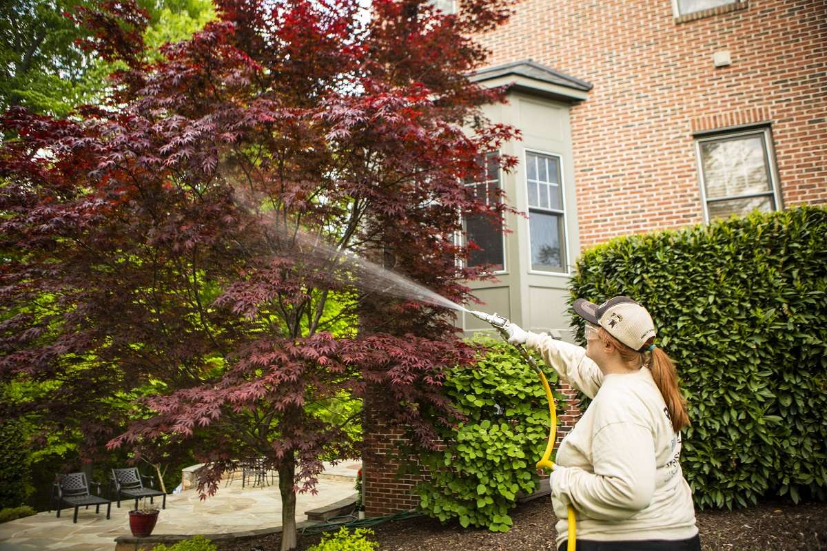 spraying-ornamental-tree-shrubs-plantings-2