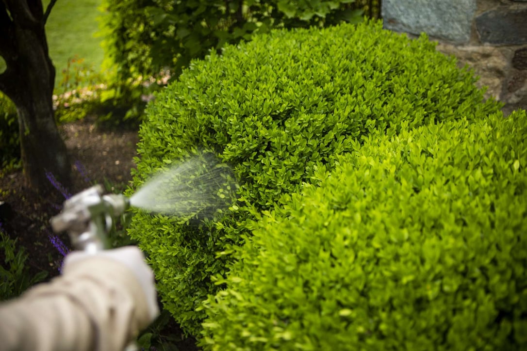 plant health care technician spraying boxwood shrubs for pest control