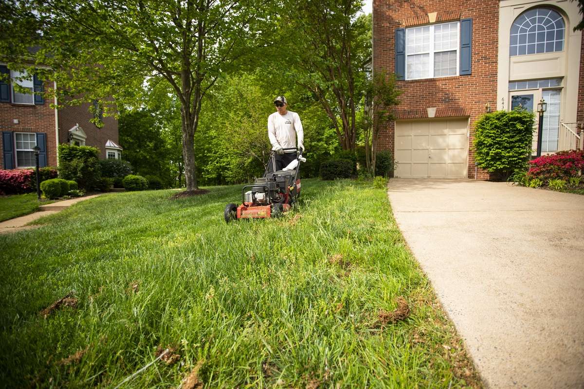 healthy lawn mowing with no weeds