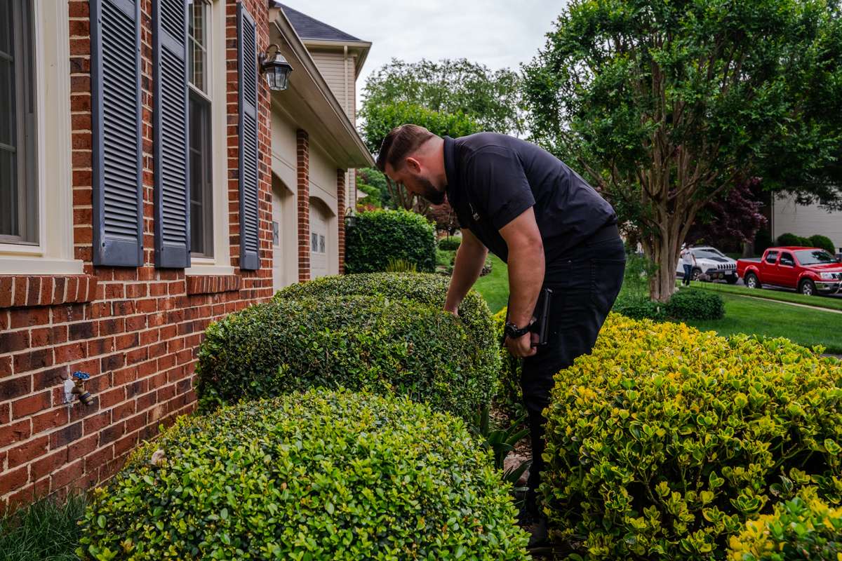 landscape expert inspecting bushes