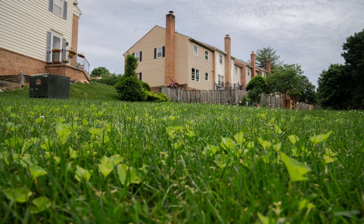 weeds in grass