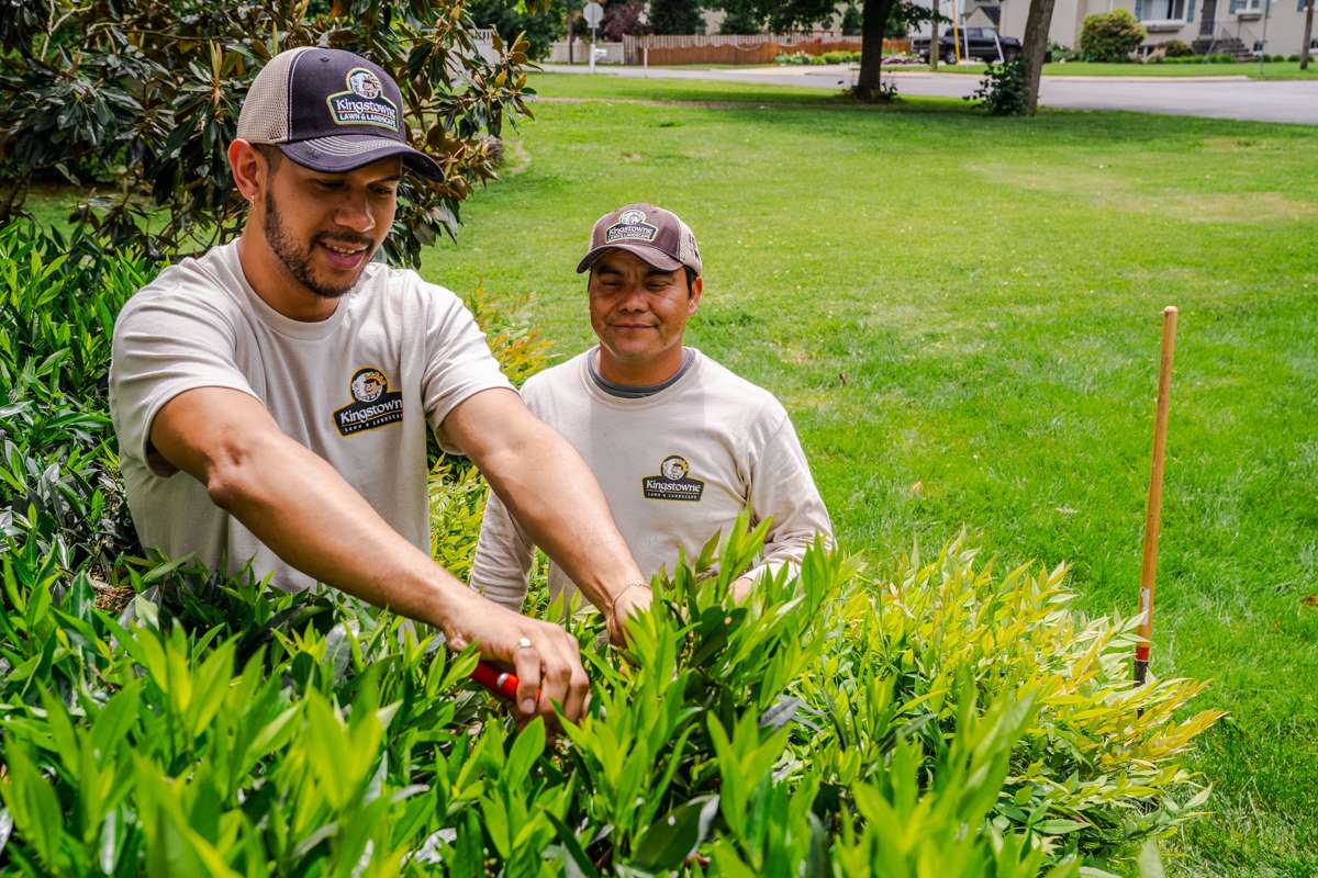 plant health care technician prune shrub