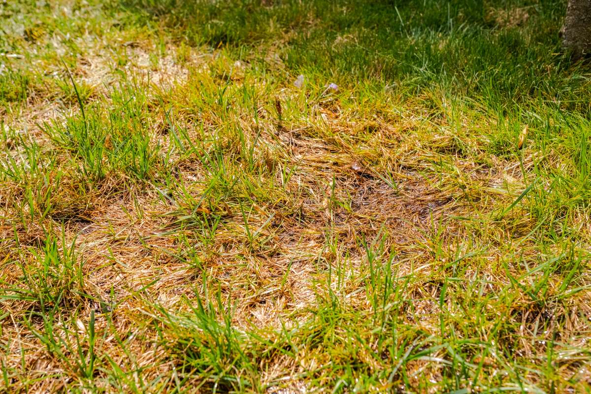 Wet-lawn-areas-thin-spot
