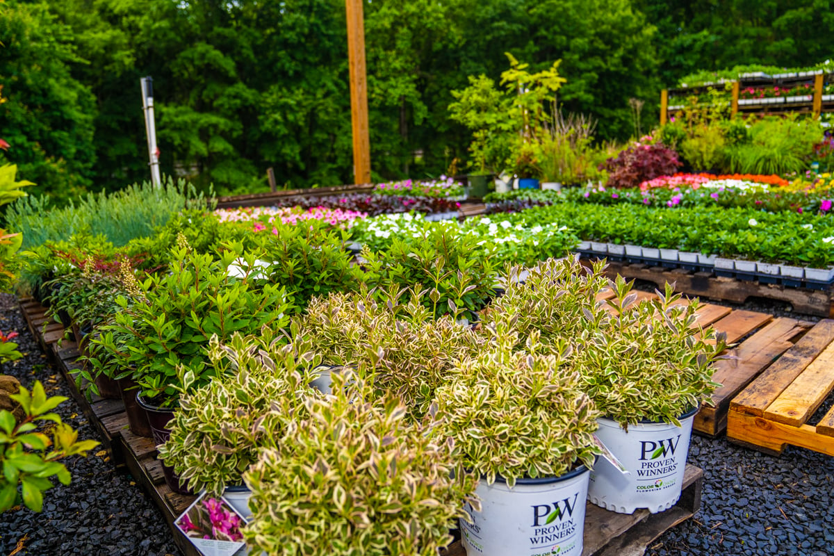 landscape plants in pots at landscape supply yard
