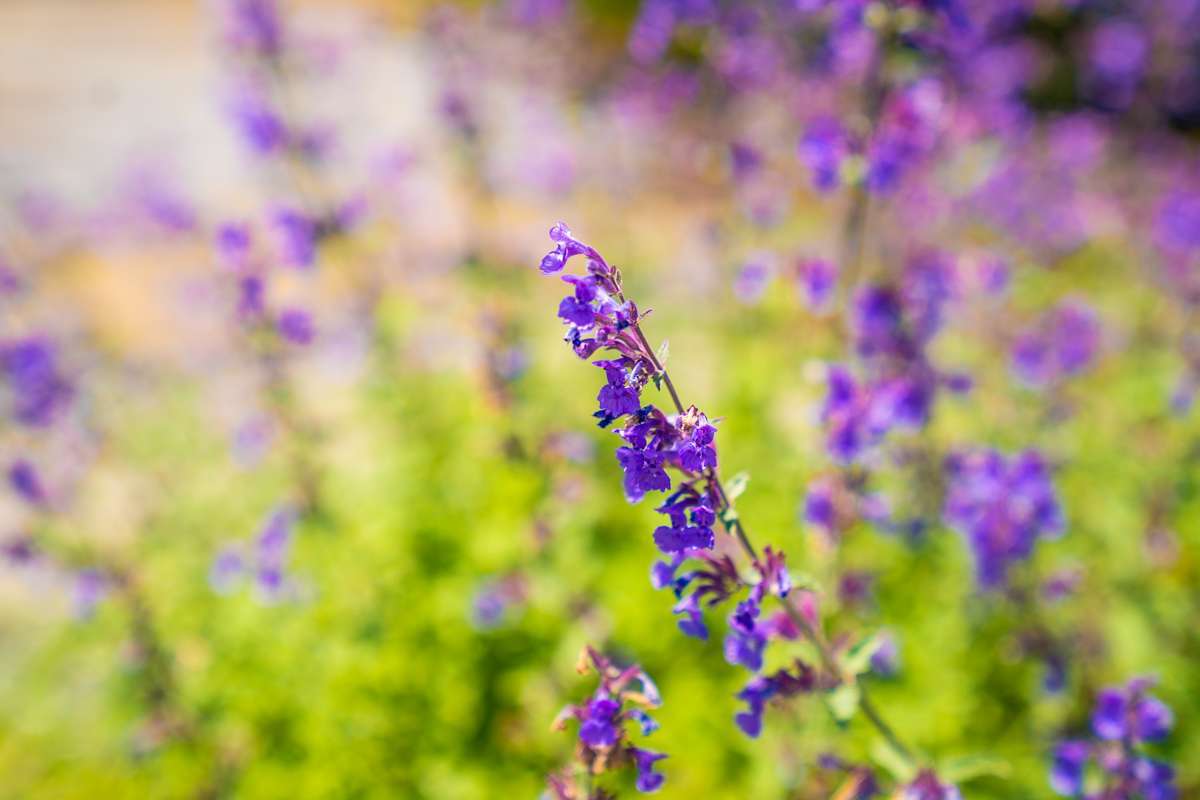 landscaping planting 22