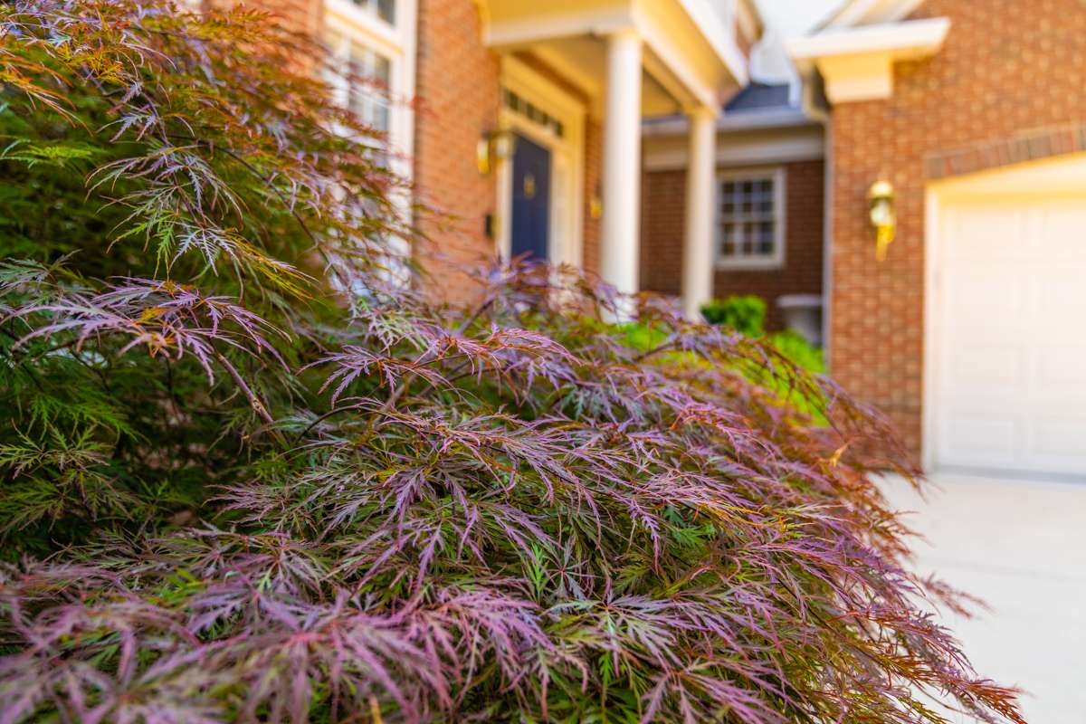landscaping planting 38