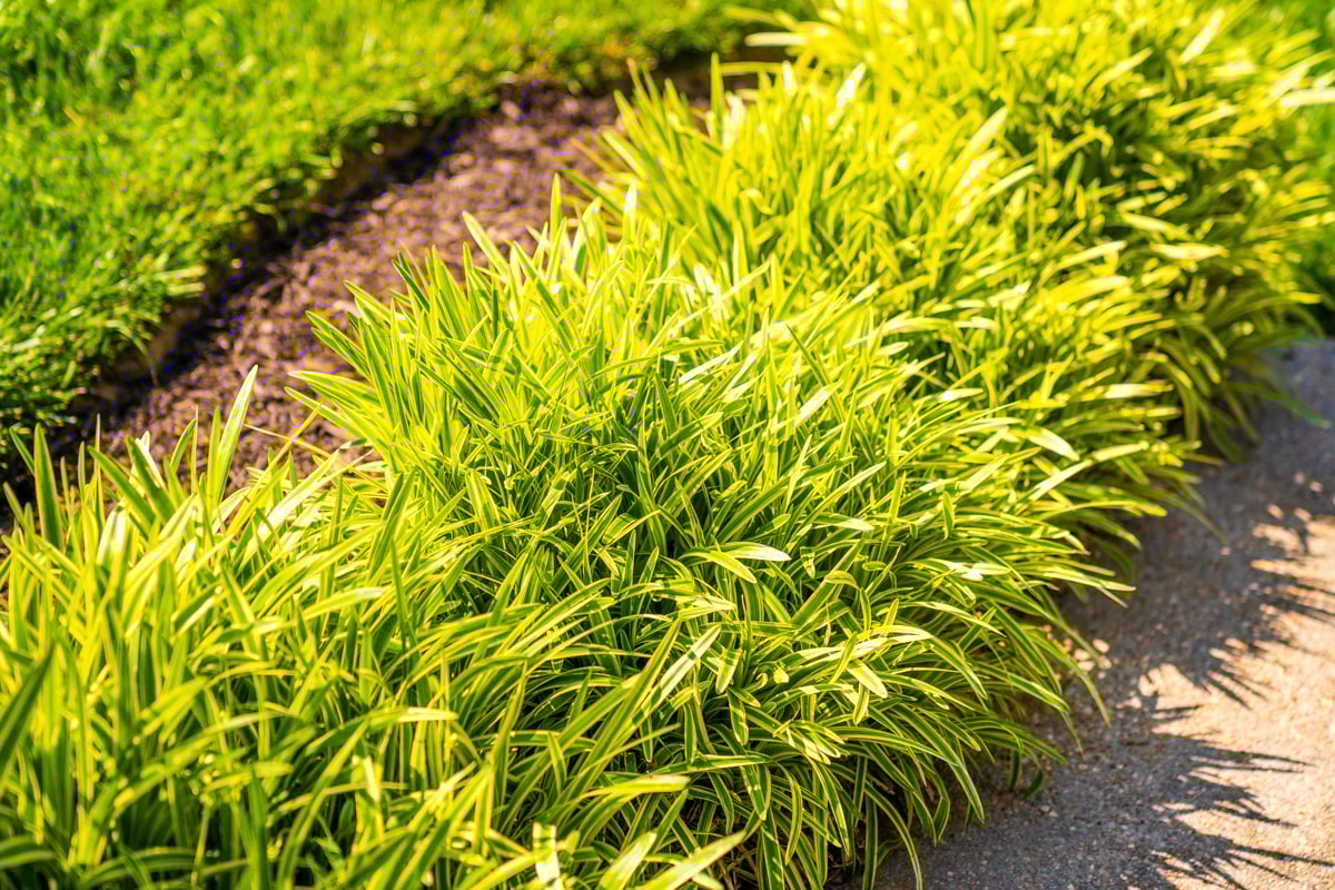 landscaping planting grasses