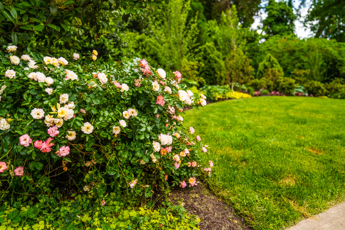 roses in landscape bed near lawn