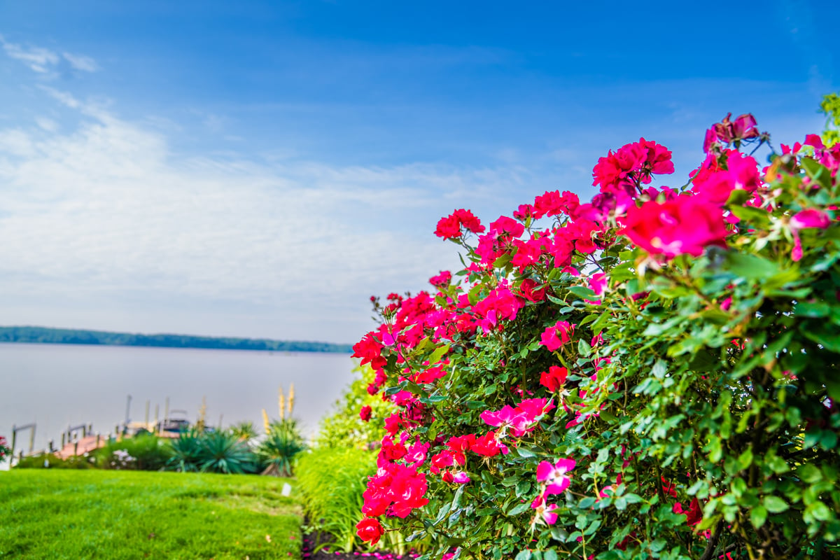 pink roses in landscape bed near water