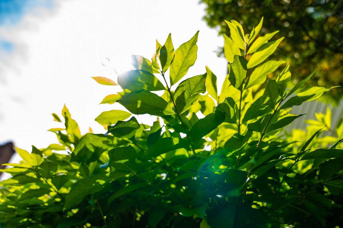 landscaping planting shrubs 8