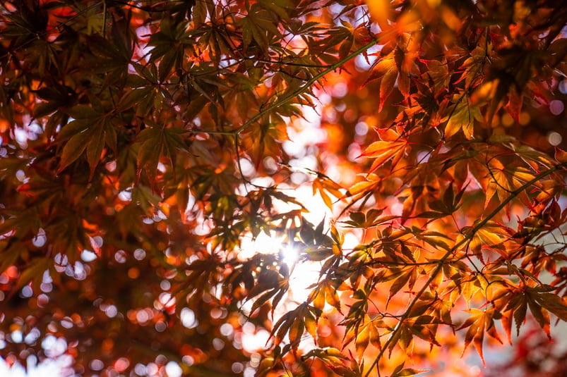 japanese maple leaves with sunlight breaking through