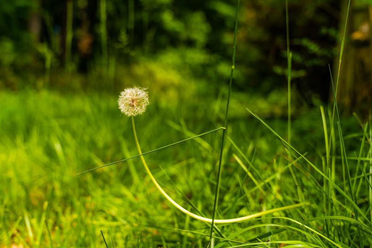 weeds lawn 1