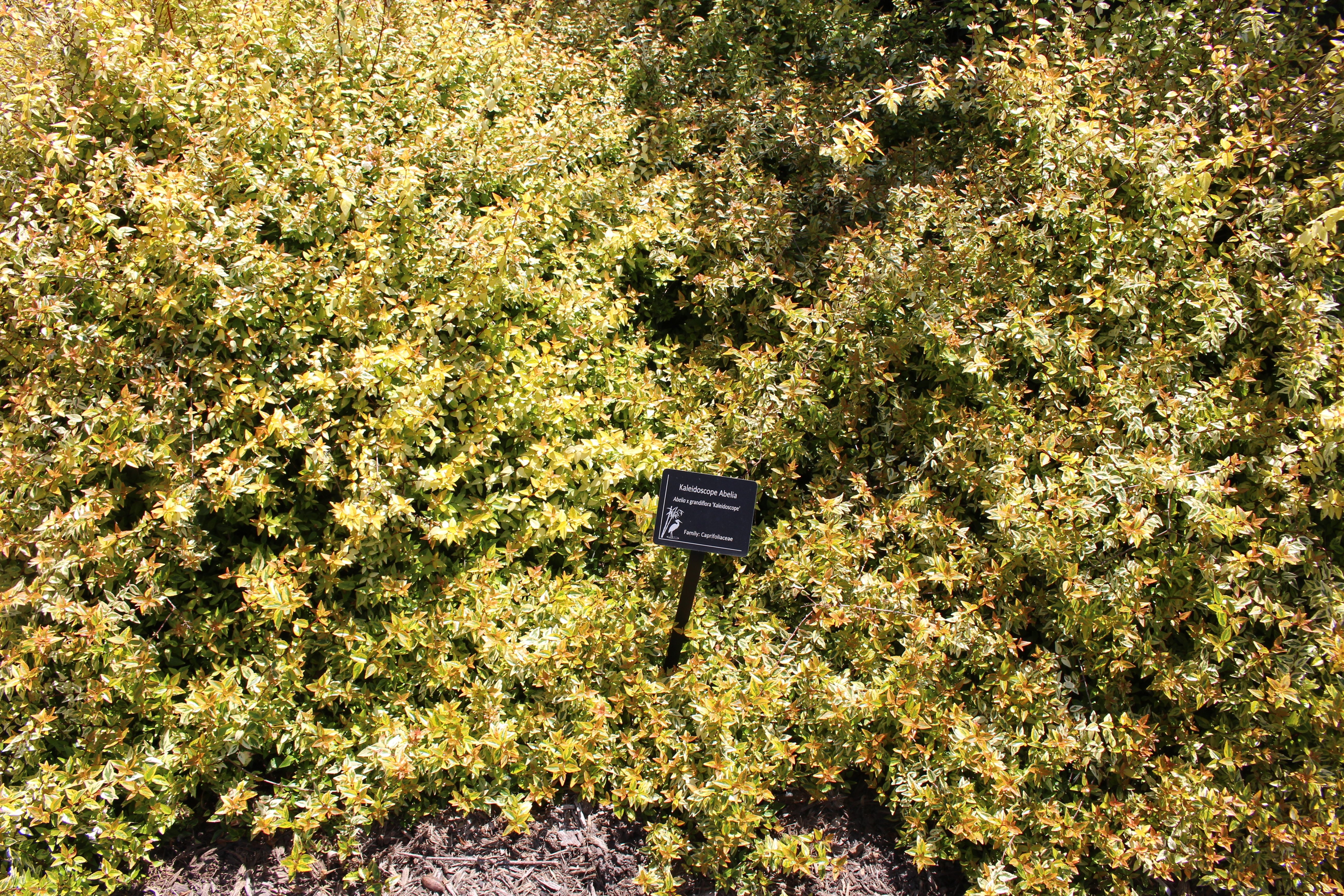 Naturalized Plants: 12 Beneficial Non-Native Species For Your Landscape