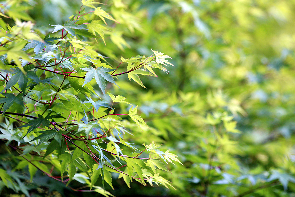 Acer_palmatum__Satsuki-beni_