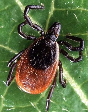 Adult-Deer-Tick