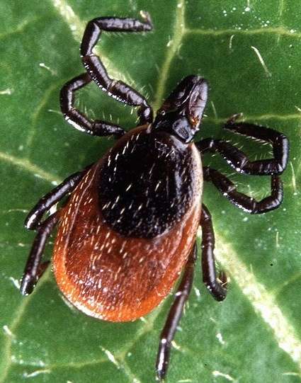 tick on leaf