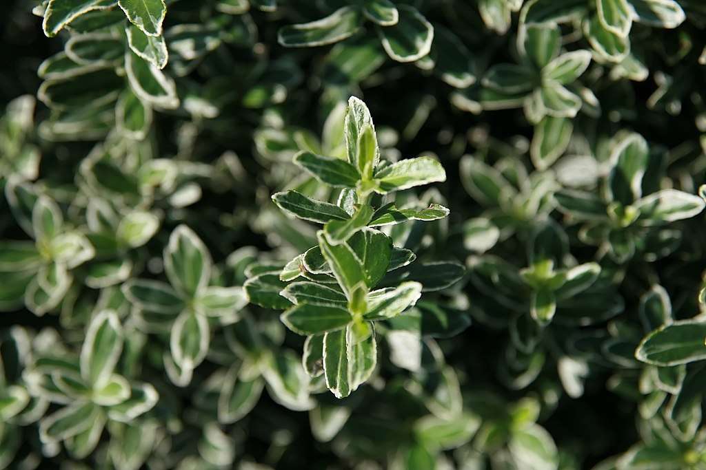 Boxleaf Euonymus