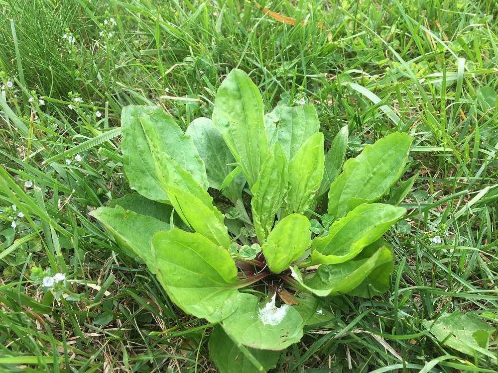 Broadleaf plantain weed in grass