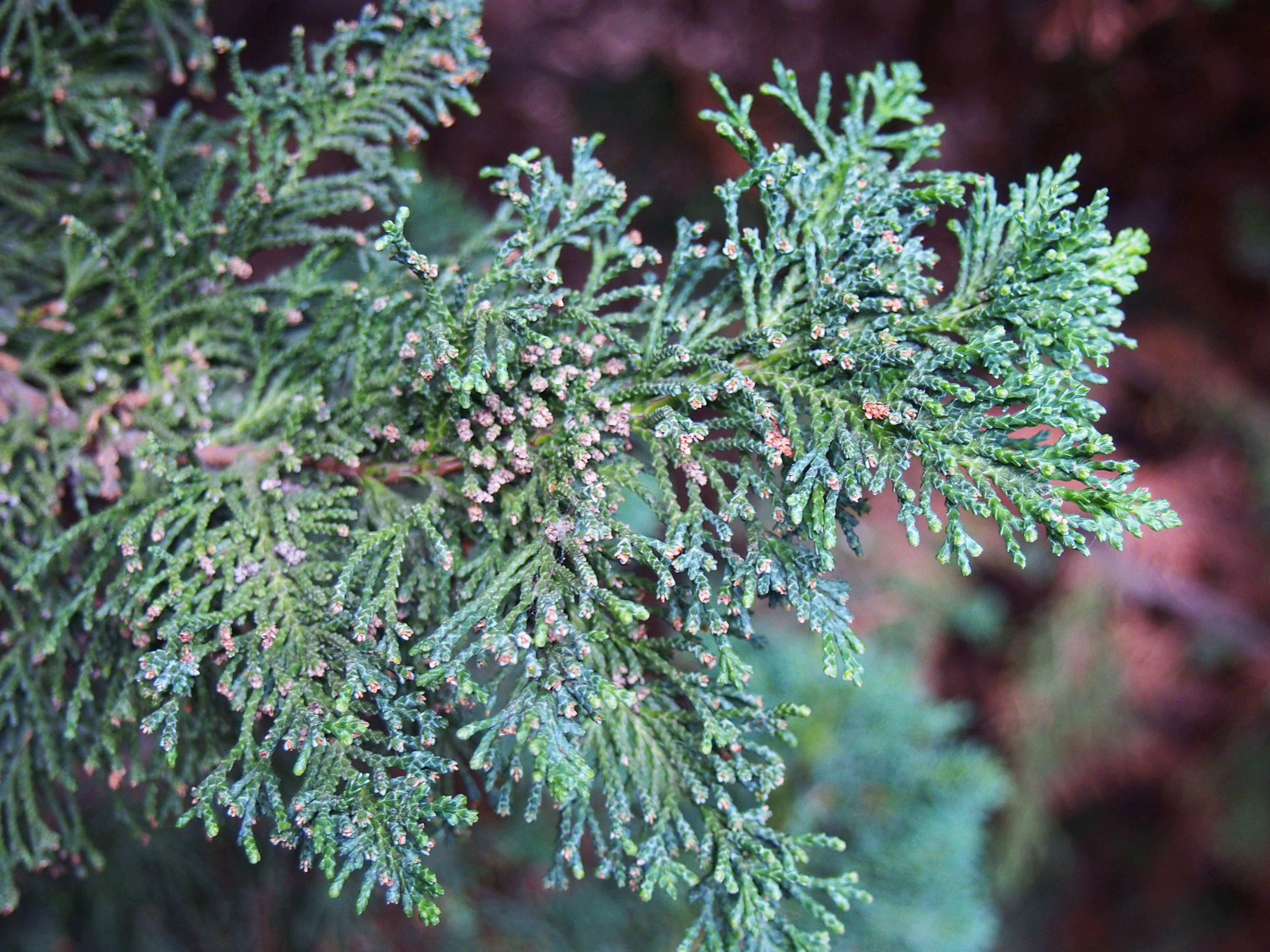 Chamaecyparis lawsoniana Wisselii Hinoki Cypress CC