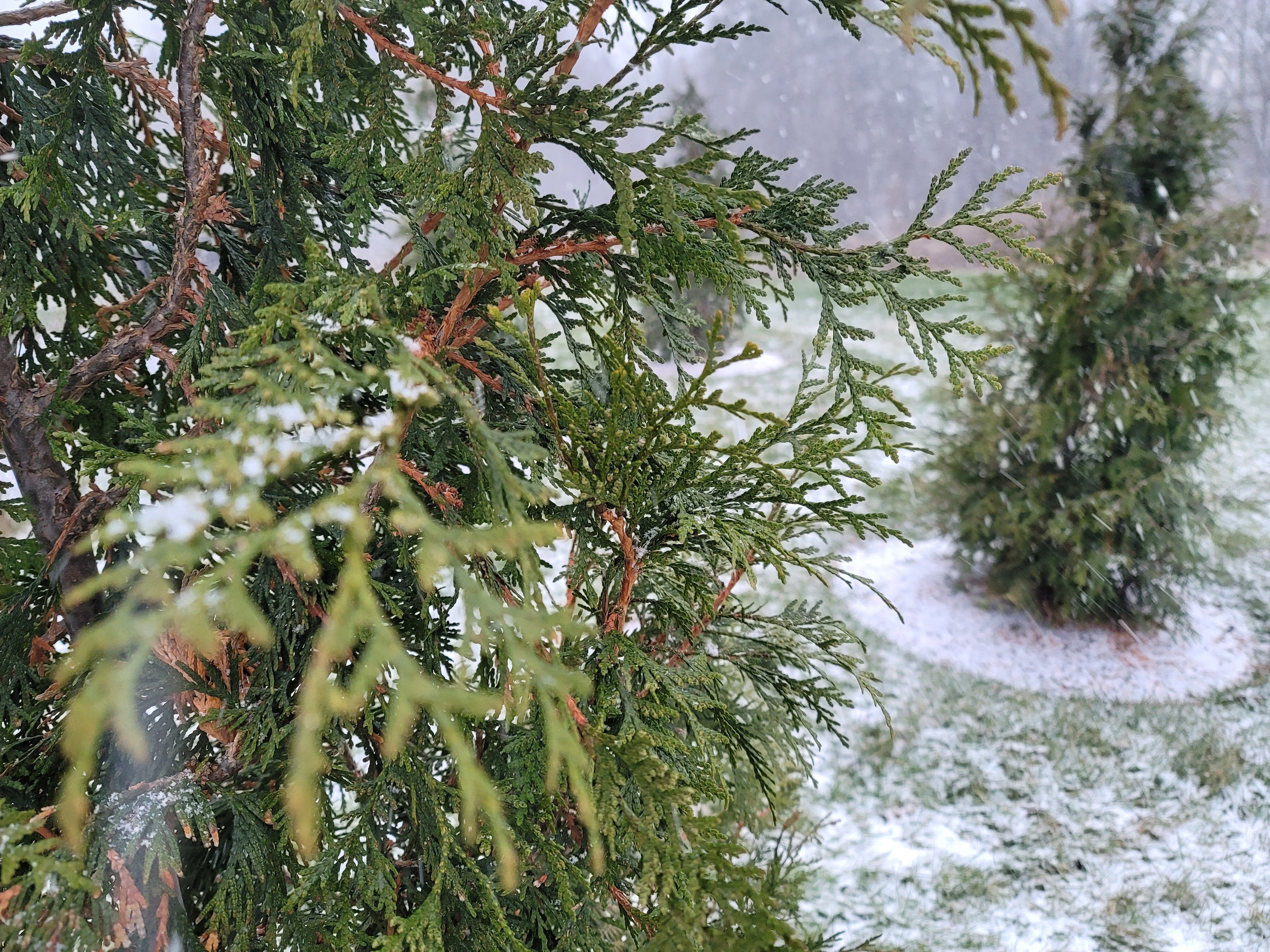 arborvitae trees and grass in snow 3