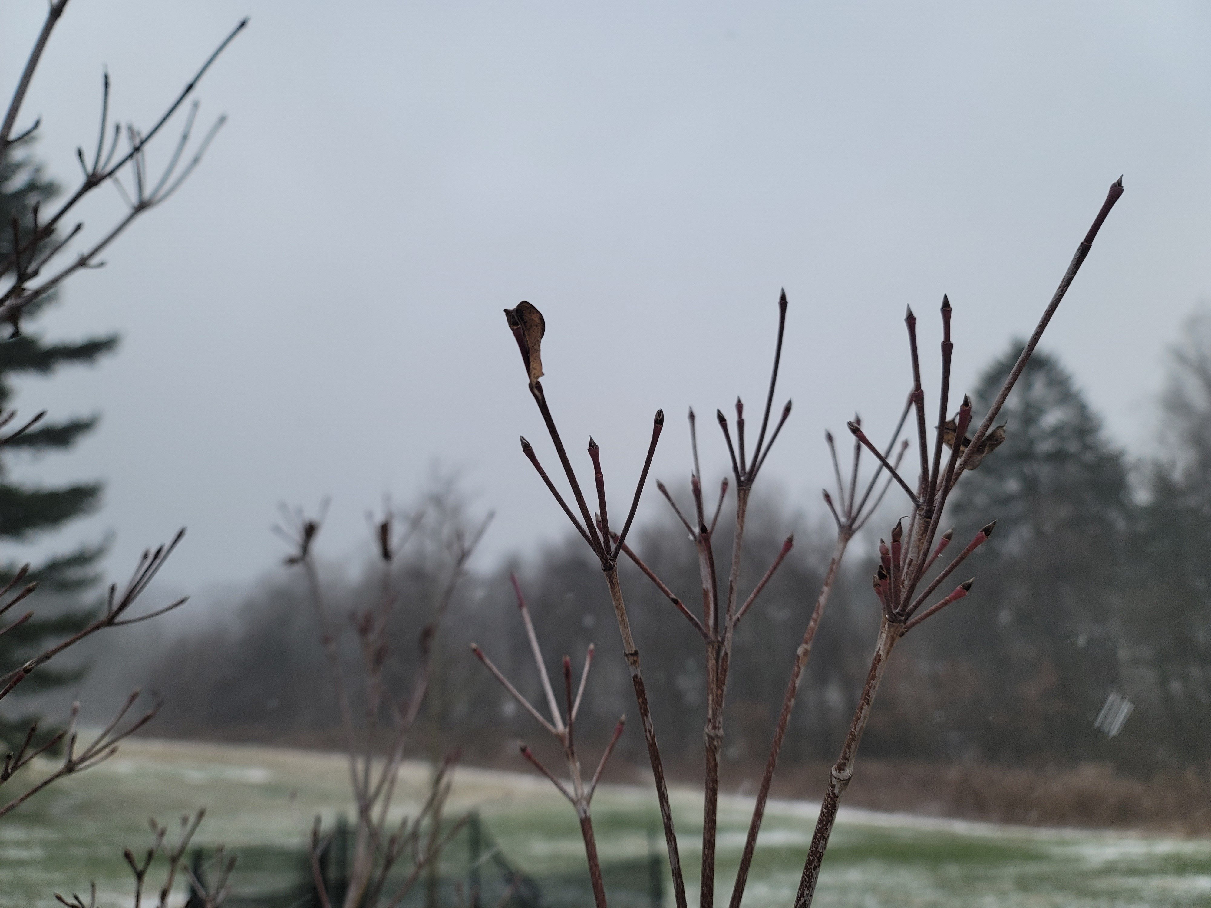 tree buds closeup in snow