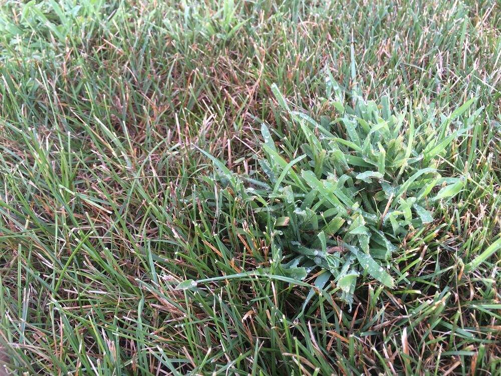 Crabgrass 2