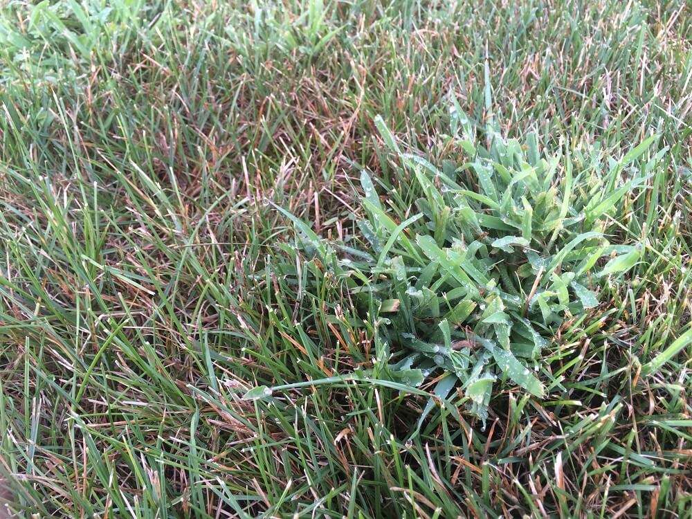 Crabgrass in lawn that needs crabgrass treatment
