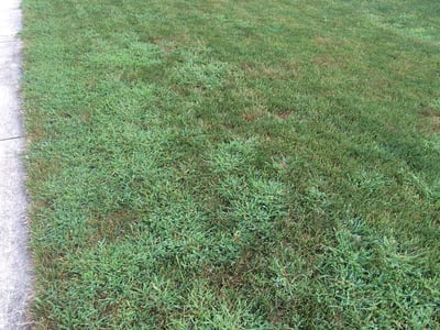 Crabgrass growing in lawn