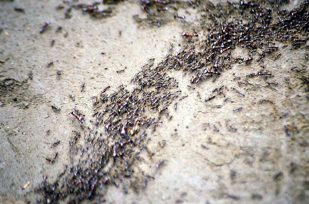 Ant trail