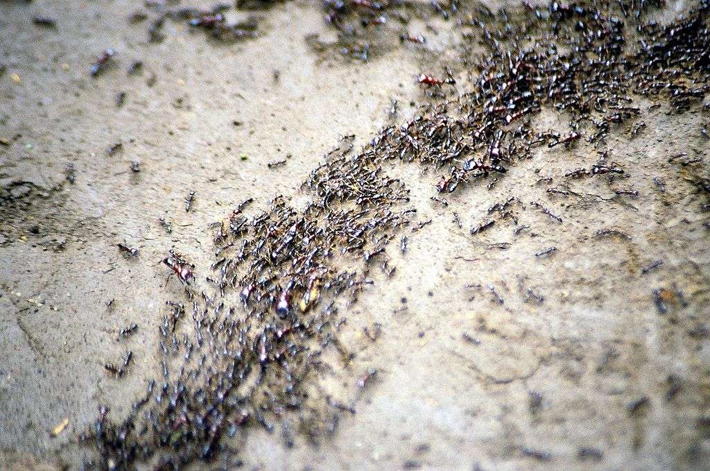 Do Ants Fly, Bite, Sleep, etc.? 10 Surprising Facts About Ants