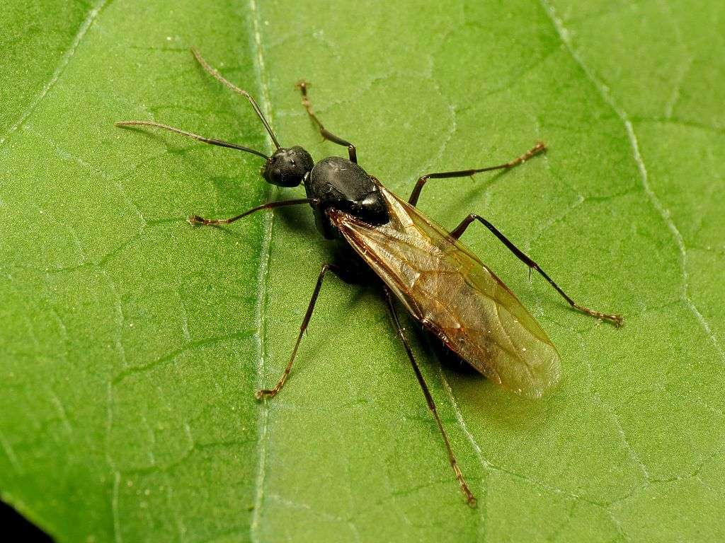 Ant with wings