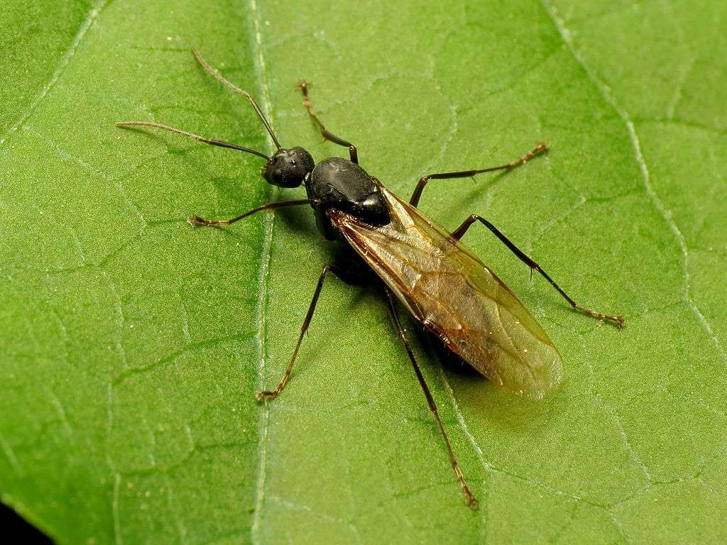 Do Ants Fly Bite Sleep Etc 10 Surprising Facts About Ants