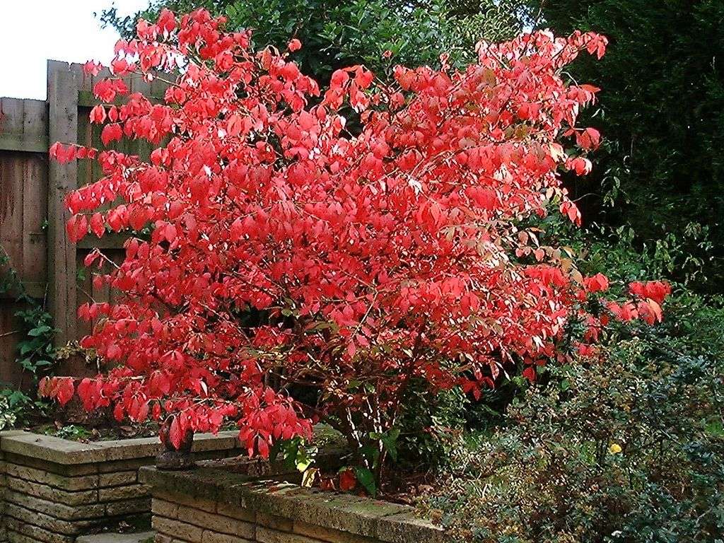 Burning Bush shrub in fall