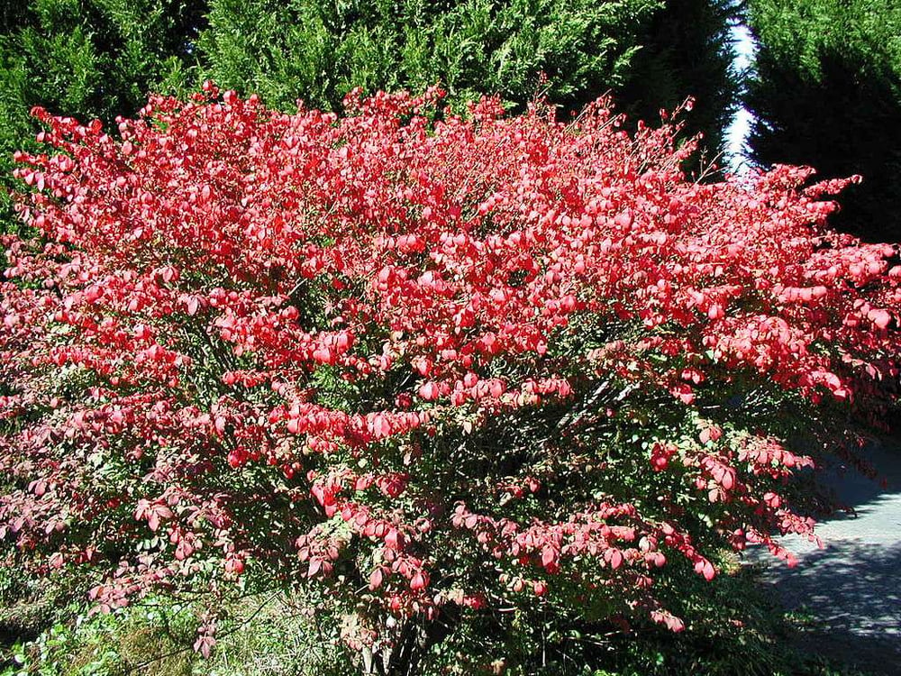 Burning Bush landscape maintenance 