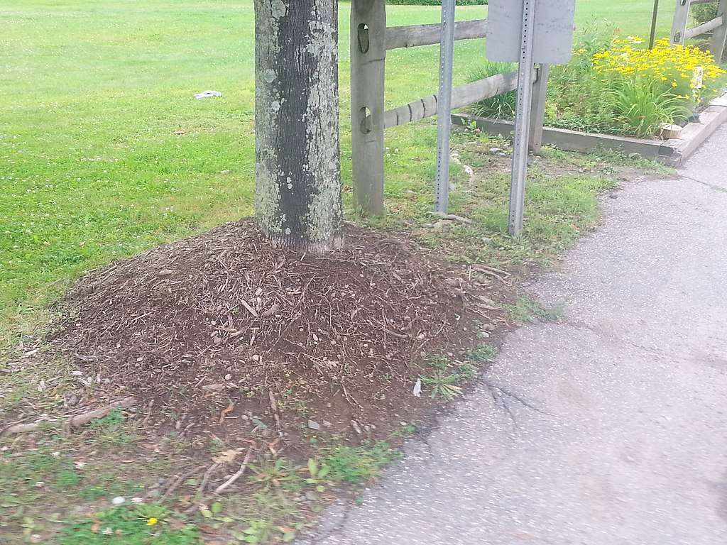 Mulch Volcano around tree