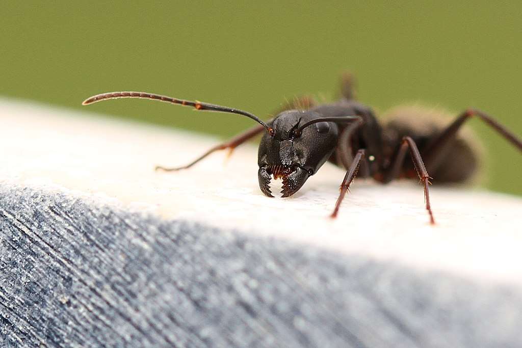 Carpenter ant