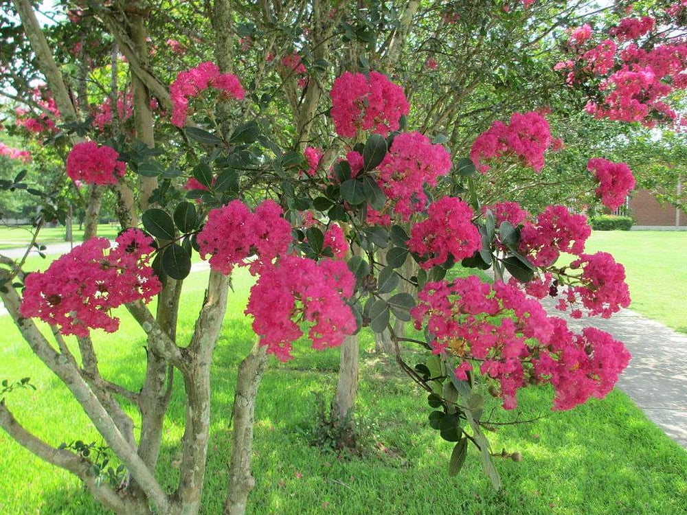 Low maintenance crape myrtle tree