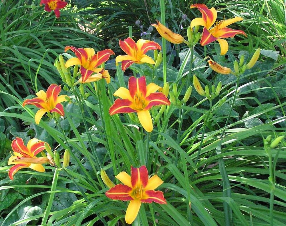 drought-tolerant daylilies in lawn