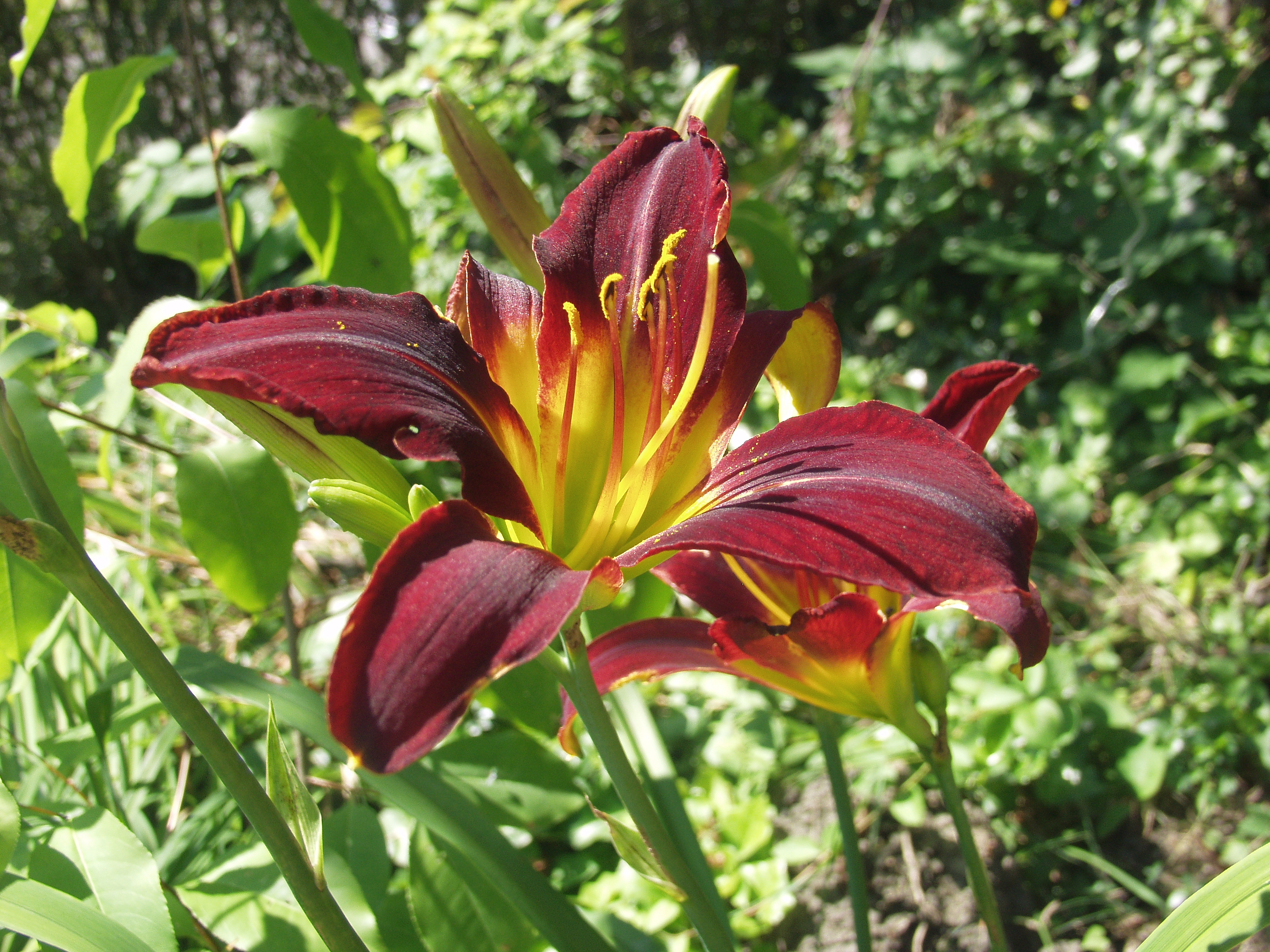 Daylilly (Hemerocallis) CC