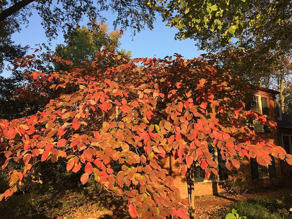 Dogwood Autumn